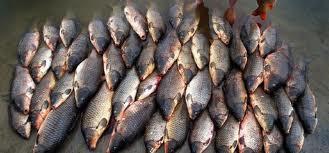 altele  - imagesjpegmjj.jpeg